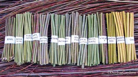 willow tree cuttings for sale|buy live willow cuttings online.